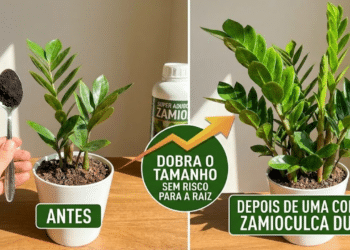 O adubo caseiro que faz a Flor da Fortuna explodir em flores