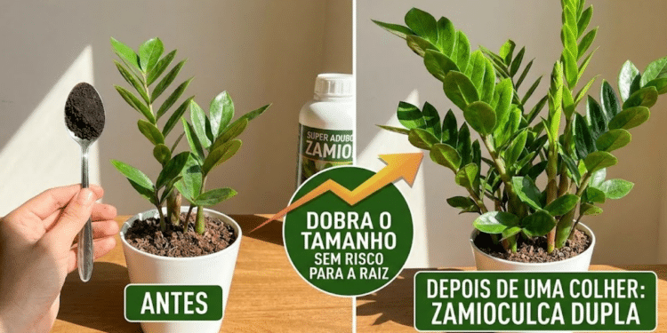 O adubo caseiro que faz a Flor da Fortuna explodir em flores