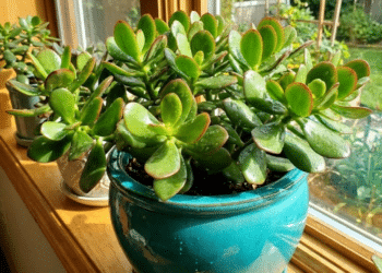 Plantas de baixa manutenção ideais para quem mora sozinho