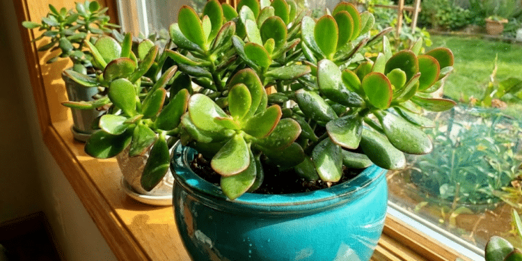 Plantas de baixa manutenção ideais para quem mora sozinho