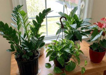 Veja como a escolha errada do vaso atrapalha o crescimento das plantas