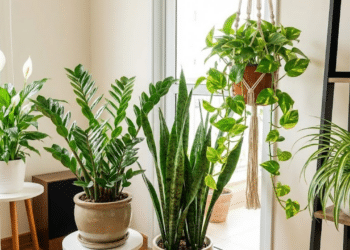 Plantas que crescem bem em espaços pequenos mesmo com pouca luz natural