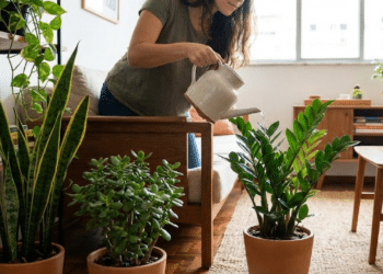 Plantas ideais para quem não tem tempo, mas quer manter a casa bonita por meses