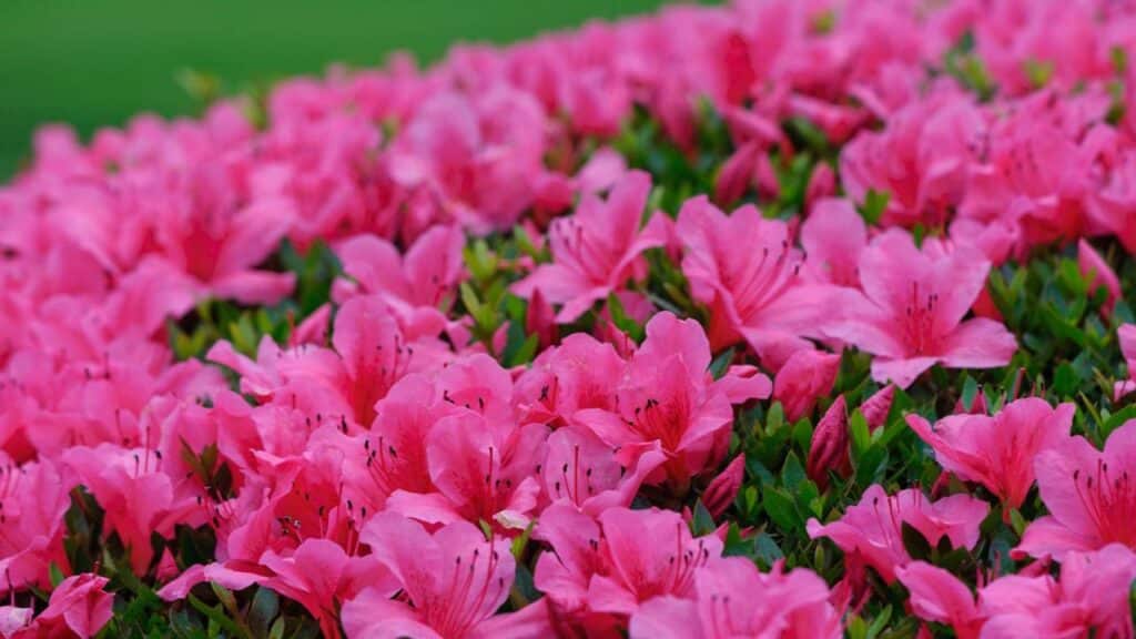 Créditos: depositphotos.com / hiro1775