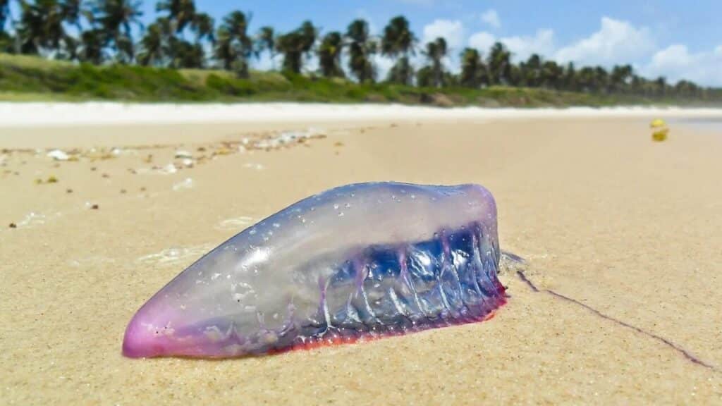 Alerta de guarda-vidas: presença de caravelas-portuguesas em praias do Sul exige cuidados especiais