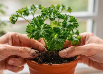 Salsa crespa na janela o erro comum que desperdiça dinheiro e como manter temperos sempre frescos em vasos