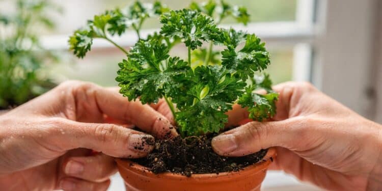 Salsa crespa na janela o erro comum que desperdiça dinheiro e como manter temperos sempre frescos em vasos