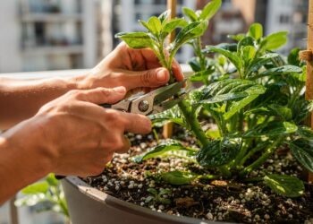 A planta que funciona como um multivitamínico natural pode ser cultivada em vasos e usada na cozinha