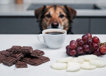 Esses alimentos comuns são proibidos para seu cachorro e jamais devem ser oferecidos ao pet