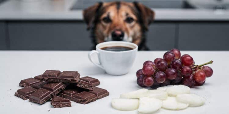 Esses alimentos comuns são proibidos para seu cachorro e jamais devem ser oferecidos ao pet
