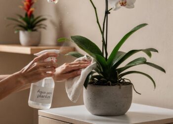 As 3 flores brasileiras perfeitas para quem deseja uma casa elegante e organizada