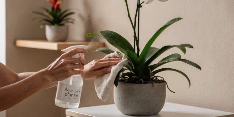 As 3 flores brasileiras perfeitas para quem deseja uma casa elegante e organizada