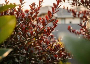 O arbusto de crescimento rápido que cria uma cerca vermelha e vira destaque no jardim