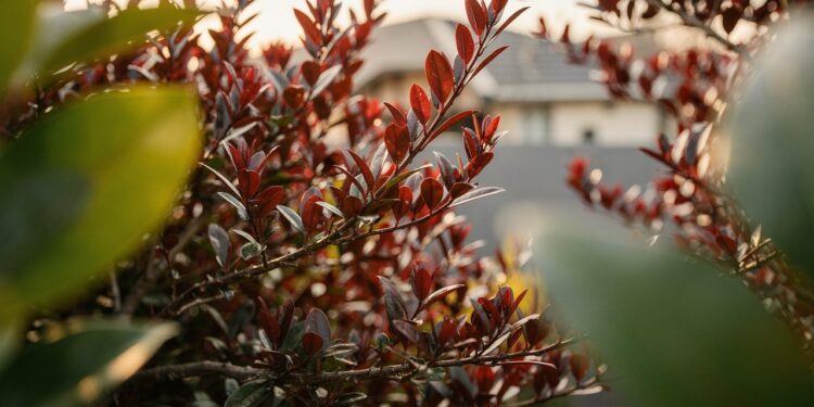 O arbusto de crescimento rápido que cria uma cerca vermelha e vira destaque no jardim