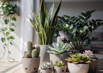 As 6 plantas à prova de verão que continuam perfeitas mesmo quando você some o dia inteiro