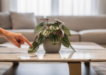 A planta que parece uma mini melancia decora a casa e exige pouquíssimos cuidados