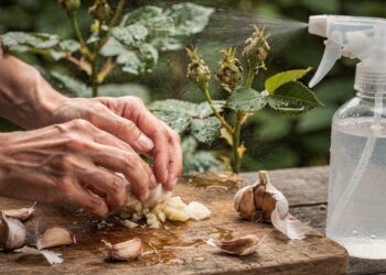 Um ingrediente simples da cozinha na roseira pode ajudar a eliminar pulgões e cochonilhas em poucos dias
