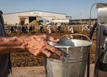 Começou com apenas 13 vacas emprestadas e hoje produz 12 milhões de litros de leite por ano