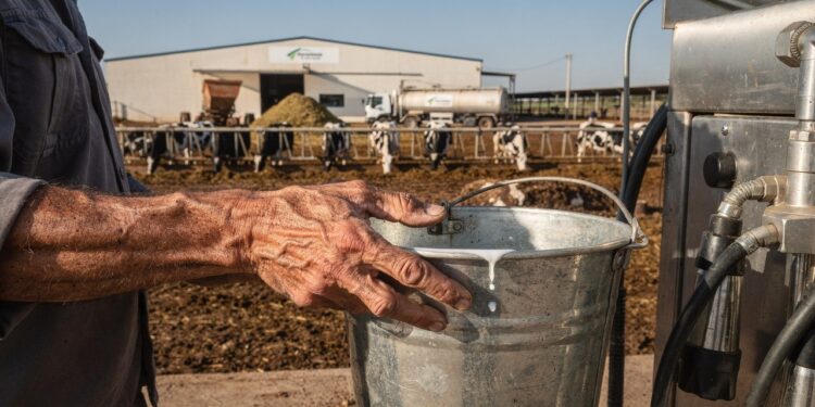 Começou com apenas 13 vacas emprestadas e hoje produz 12 milhões de litros de leite por ano