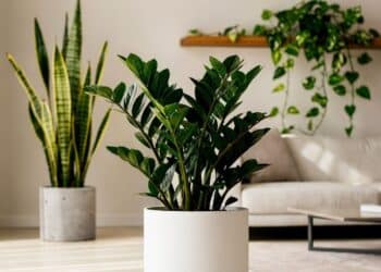 Cinco plantas resistentes que decoram a sala e sobrevivem mesmo com pouca rega e cuidados