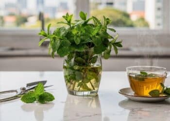 3 plantas medicinais para plantar em casa que ajudam na digestão, reduzem o estresse e viram tempero natural