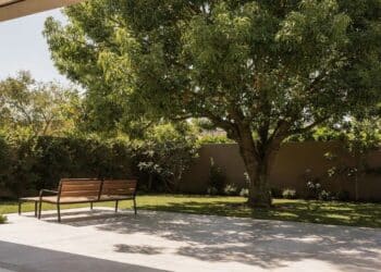 5 árvores de sombra limpa que reduzem a temperatura do quintal em até 5 graus sem sujar a piscina ou manchar o piso