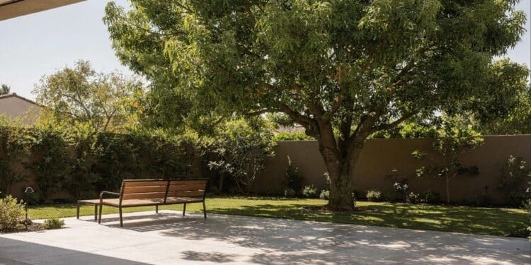 5 árvores de sombra limpa que reduzem a temperatura do quintal em até 5 graus sem sujar a piscina ou manchar o piso