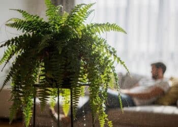 A planta que age como um “ar-condicionado natural” e ajuda a refrescar ambientes quentes