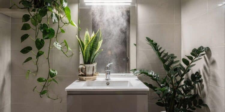 5 plantas ideais para banheiro sem janela que sobrevivem com pouca luz, purificam o ar e resistem à umidade