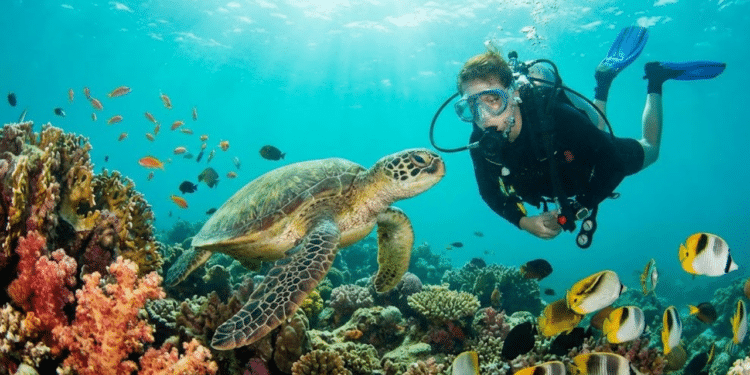 A "Capital do Mergulho" supera o Caribe a possibilidade de nadar com animais marinhos e praias que parecem piscinas naturais