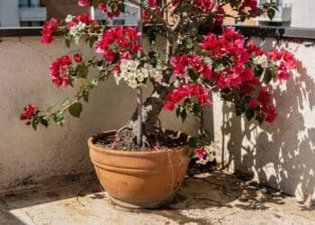Guia da Santa Rita em vasos ensina 5 passos para podar e conduzir a planta em pequenos espaços