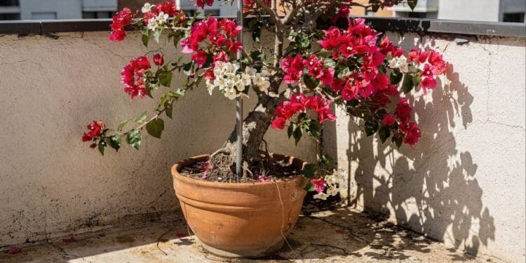Guia da Santa Rita em vasos ensina 5 passos para podar e conduzir a planta em pequenos espaços
