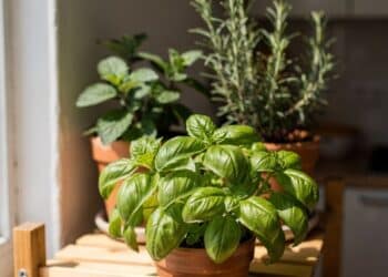 Com apenas R$ 15 é possível planejar uma horta com 4 plantas rápidas e brotações visíveis em menos de 15 dias