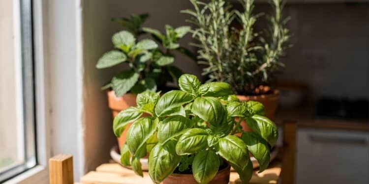 Com apenas R$ 15 é possível planejar uma horta com 4 plantas rápidas e brotações visíveis em menos de 15 dias