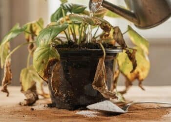 Adeus às plantas murchas: o truque com açúcar que revive em 24h e a canela usada por jardineiros