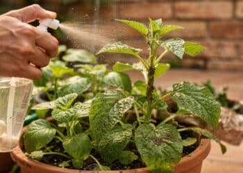Adeus às pragas: a receita caseira de inseticida natural que elimina pragas e fortalece plantas sem usar químicos