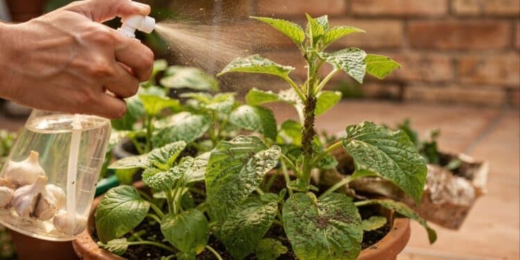 Adeus às pragas: a receita caseira de inseticida natural que elimina pragas e fortalece plantas sem usar químicos