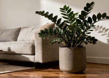 Planta associada ao sucesso entre famosos, a Zamioculca ganha guia de plantio com 5 passos para criar vasos e novas mudas