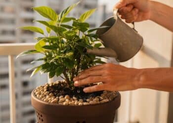 Jardinagem sem erro revela 6 segredos que evitam fungos como regar pela manhã e usar água em temperatura ambiente