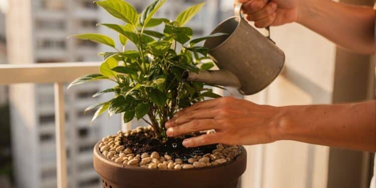 Jardinagem sem erro revela 6 segredos que evitam fungos como regar pela manhã e usar água em temperatura ambiente