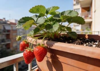 Apenas 6 horas de sol bastam para plantar morangos vermelhos e saborosos em apartamentos o ano inteiro