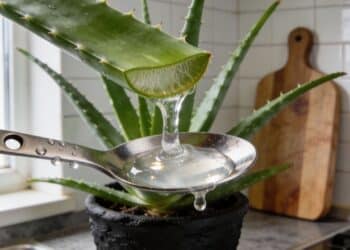 Planta ideal para apartamentos ajuda a aliviar queimaduras de sol e irritações na pele de forma natural