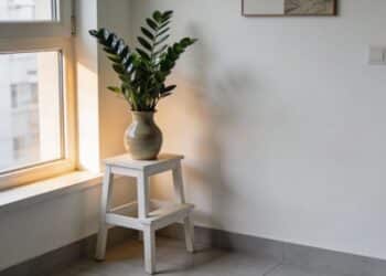 Essas duas plantas são ideais para apartamentos em 2026 e resistem por semanas sem água