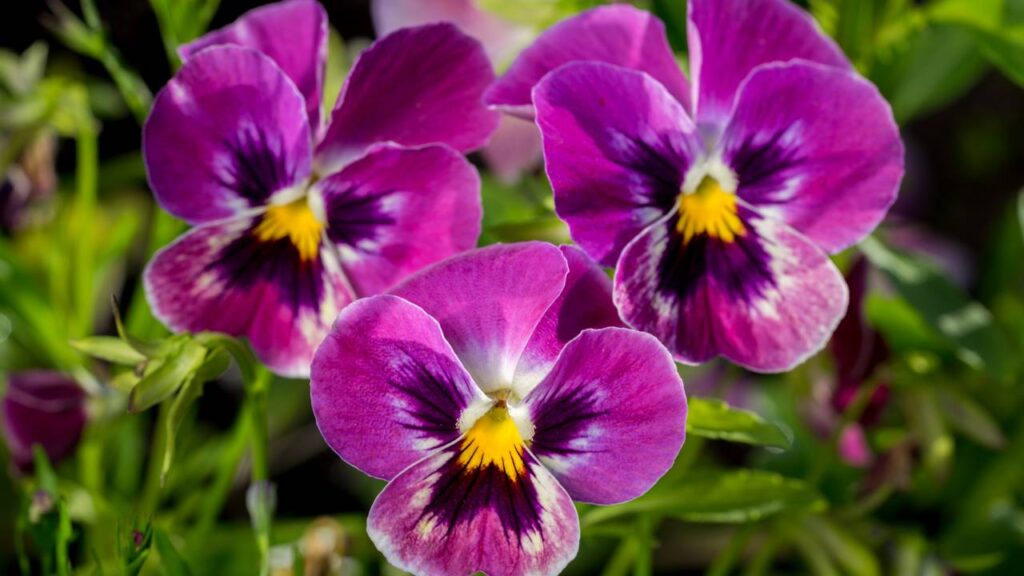 Imagem botânica de jardim: grupo de três violetas-tricolor (Viola cornuta) de cor violeta brilhante em close-up entre plantas verdes sobre fundo desfocado.