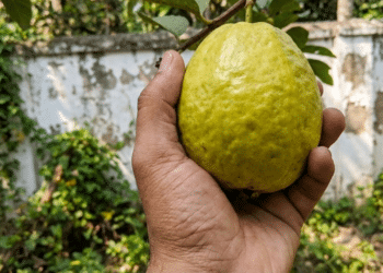 mão colhendo uma goiaba madura no pé, com muro rústico ao fundo