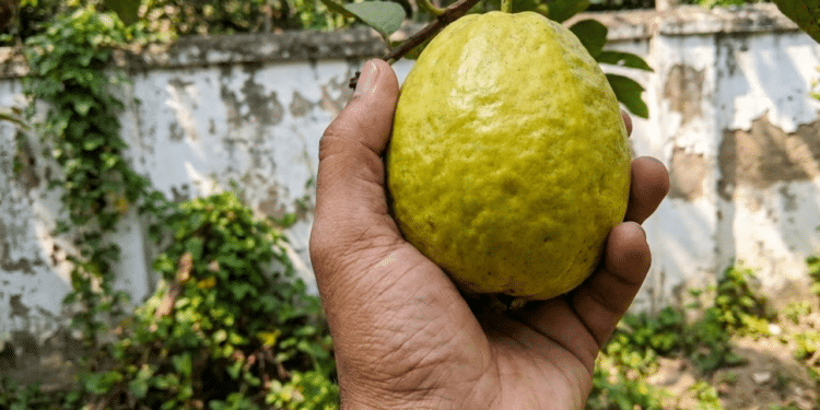 mão colhendo uma goiaba madura no pé, com muro rústico ao fundo