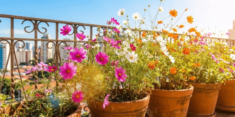 Varanda ensolarada explodindo com flores Cosmos coloridas em vasos rústicos