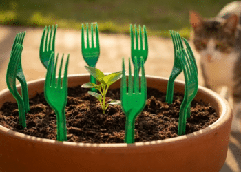 Garfos verdes protegem muda em vaso sob luz quente do entardecer