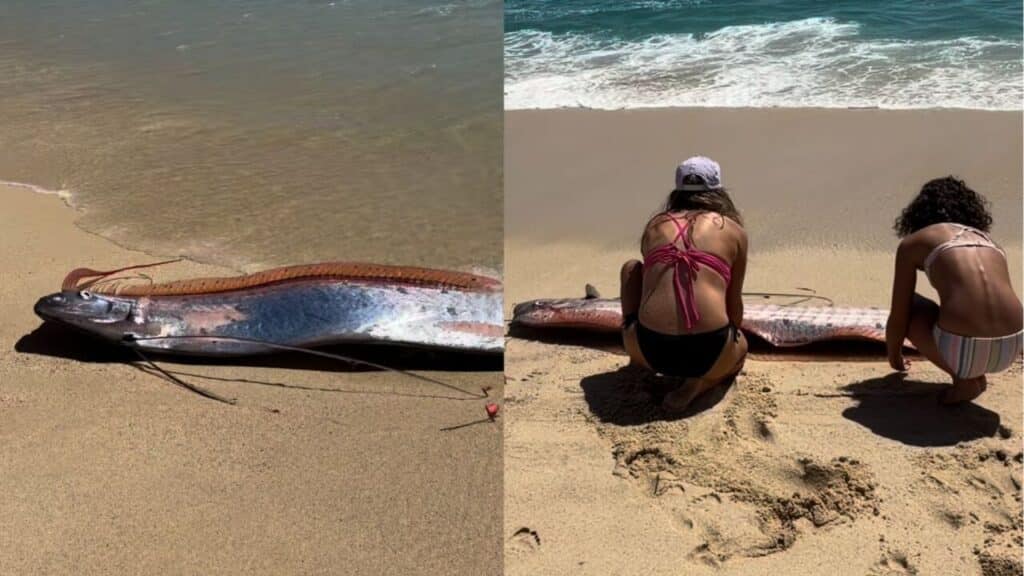 Peixe do fim do mundo aparece em praia e intriga moradores