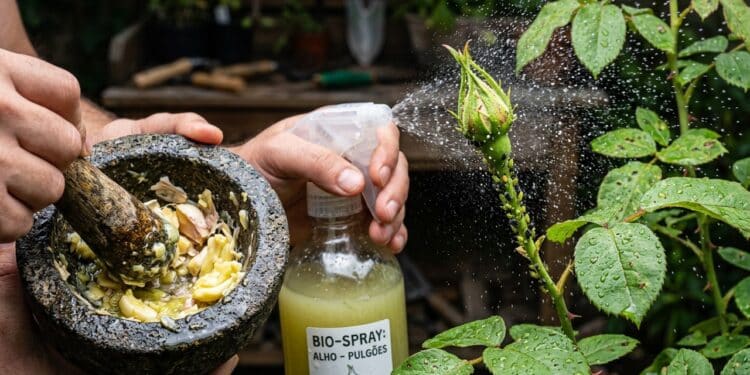 Ingrediente comum da cozinha pode eliminar pulgões e cochonilhas da roseira em poucos dias sem veneno